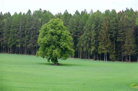 Arbre Prairie Sur Le Terrain Photo Gratuite Sur Pixabay Pixabay