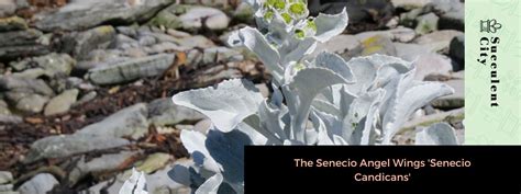 The Senecio Angel Wings Senecio Candicans Succulent City