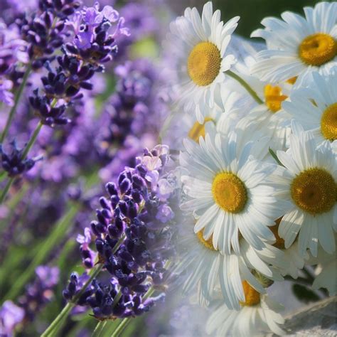 Lavender And Chamomile Fragrance Oil Calming And Soothing Scent Scent