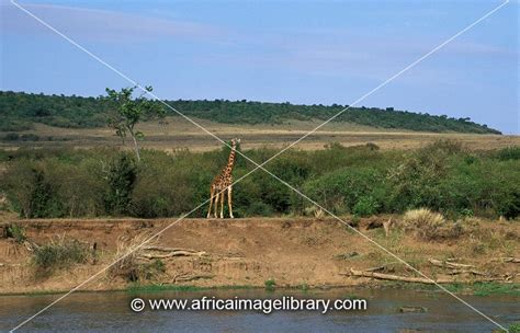 Photos And Pictures Of Maasai Giraffe On The Bank Of The Mara River