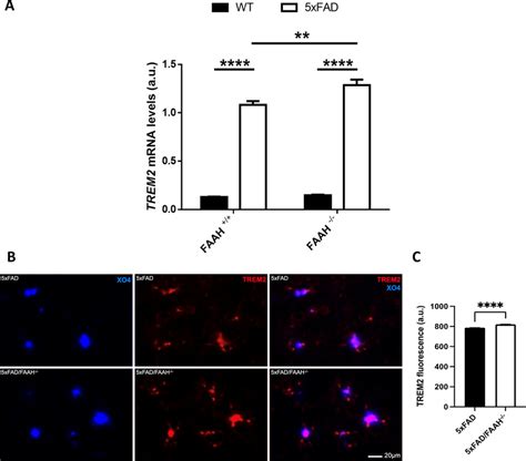 FAAH Deletion Enhances The Expression Of TREM2 In 5xFAD Mice A