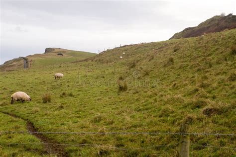 Sheep in Ireland stock photo. Image of landscape, cloudy - 86556218