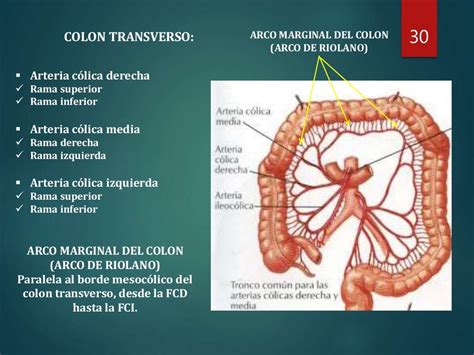 Anatomia Do Colon