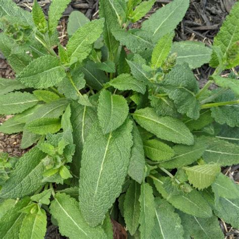 Salvia X Sylvestris Mainacht Syn Salvia X Sylvestris May Night