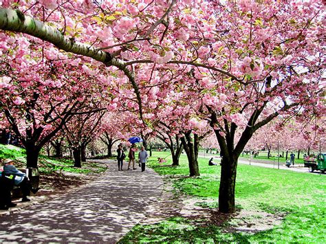 Sakura Matsuri 2017: Brooklyn Botanic Garden Cherry Blossom Festival ...