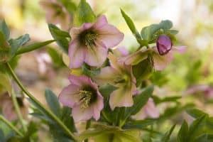 Hellebore Leaves Turning Yellow Gardential