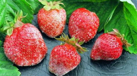 Strawberry Powdery Mildew Treatments Identify And Control Armuro