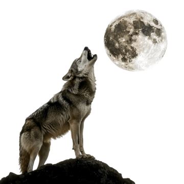 Wolf Howling At The Sky PNG Transparent Images Free Download | Vector Files | Pngtree