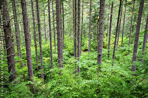 Willamette National Forest Vine Maple And Douglas Fir Oregon