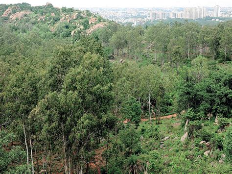 Eco Parks In Bengaluru Greens Not Upbeat Over Walk In The Woods Plan