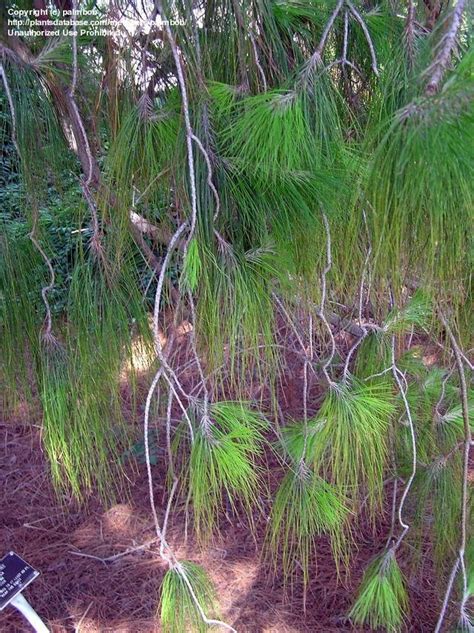 Plantfiles Pictures Pinus Species Jelicote Pine Mexican Weeping Pine