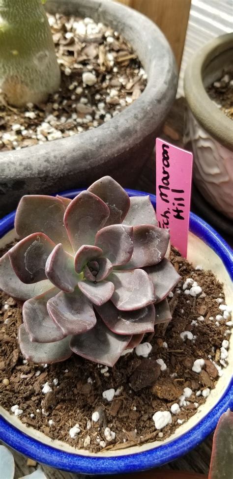Echeveria Maroon Hill Echeveria Succulents Plants