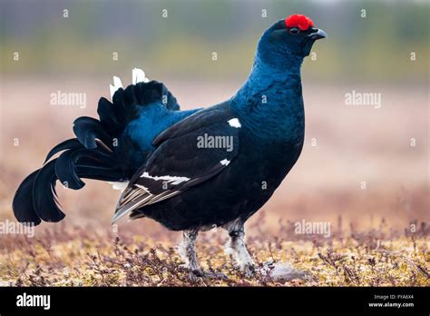 Male Black Grouse Lyrurus Tetrix Stock Photo Alamy