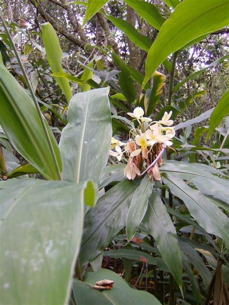 Lavras é bom também Parque florestal quedas do rio bonito