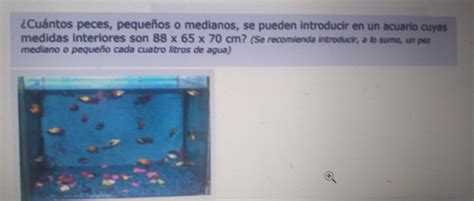 Solved Cu Ntos Peces Peque Os O Medianos Se Pueden Introducir En Un