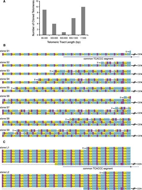 Human Cancer Cells Harbor T Stumps A Distinct Class Of Extremely Short