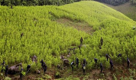 Colombia Sigue Siendo El Mayor Cultivador De Hoja De Coca Pese A Leve Baja En 2018