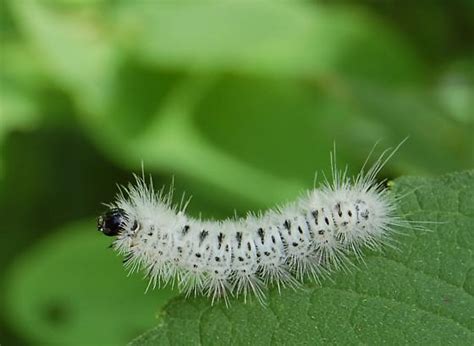 Black Caterpillar With White Hair