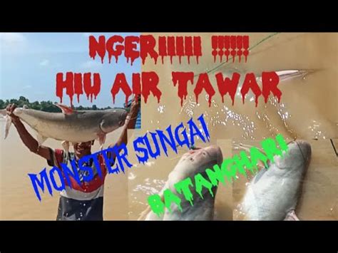 Rawai Sungai Pasang Rawai Di Sungai Dapat Hiu Air Tawar Atau Patin