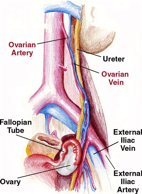 Recognition Of The Ovaries And Ovarian Origin Of Pelvic Masses With Ct