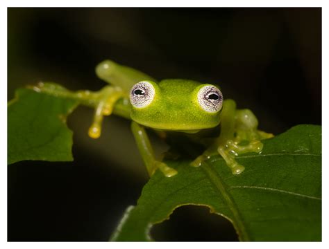 Dianes Bare Hearted Glass Frog Hyalinobatrachium Dianae L Flickr