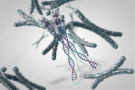 Chromosomes Illustration Stock Image C0345549 Science Photo Library