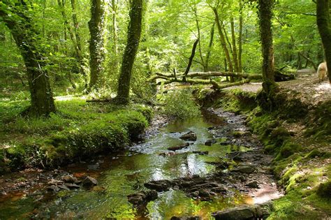 La For T De Broc Liande Bretagne Foret De Broceliande Bretagne Foret