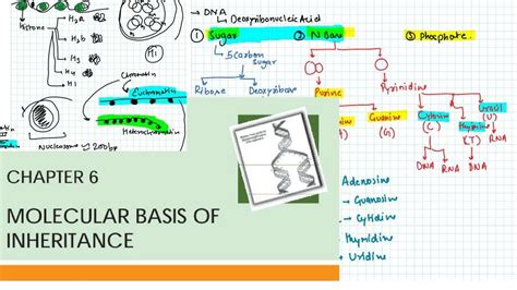 Chapter Molecular Basis Of Inheritance Ncert Biology Class Part