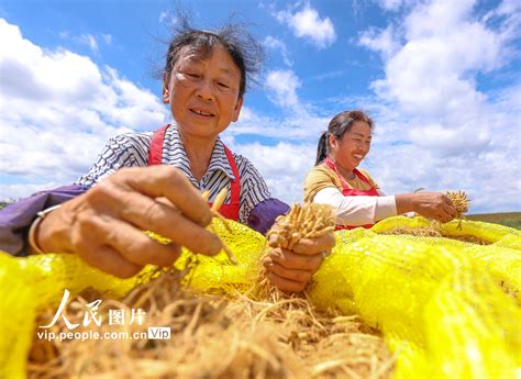 贵州岑巩：太子参丰收助农增收