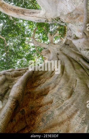 Tronco De Un Rbol Gigante Antiguo Algod N O Kapok Ceiba Pentandra En