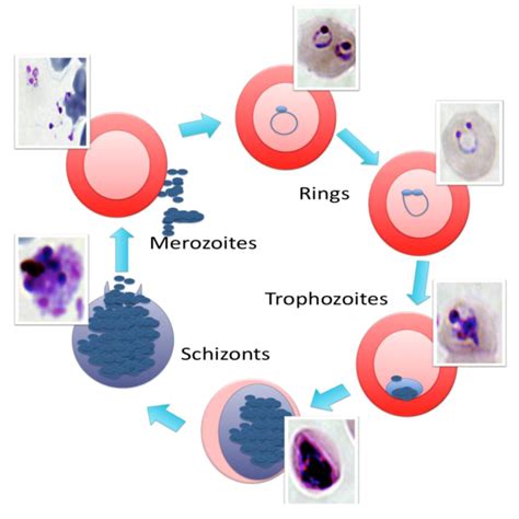 Pathogens Free Full Text Targeting Plasmodium Falciparum Hsp90 Towards Reversing