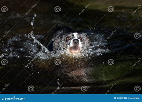 Border Collie Dog Swimming In A Lake Stock Photo Image Of Young