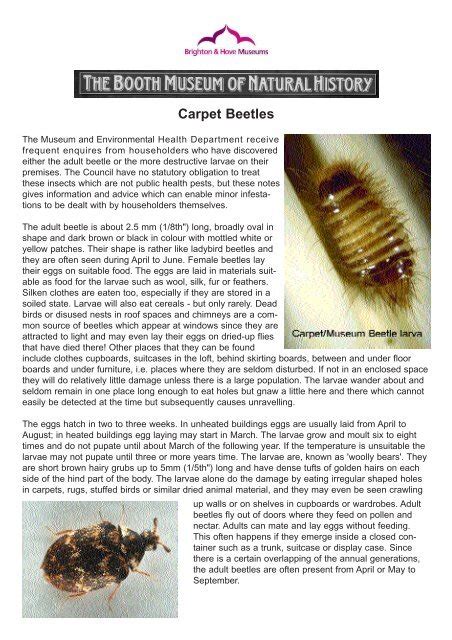 What Do Carpet Beetle Casings Look Like Resnooze