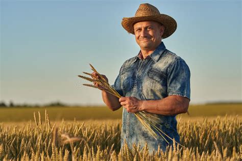 Farmer At Sunset In The Wheat Field At Sunset Stock Image Image Of