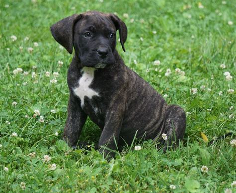 Presa Canario Puppy For Sale Fresno OH Male Buster – AC Puppies LLC