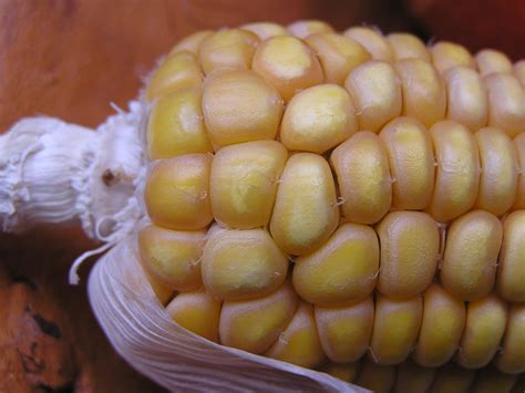 corn cob Free Photo Download | FreeImages