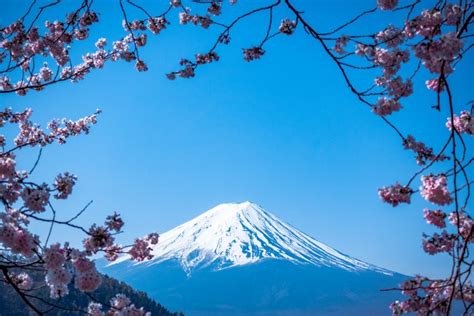 971004 Cherry Blossom Volcano Japan Mount Fuji Landscape Mocah