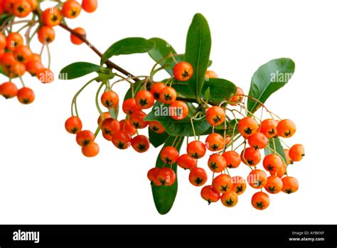 Horticulture Pyracantha Firethorn Fotos Und Bildmaterial In Hoher