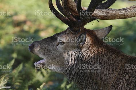 Red Deer Stag Profile Bellowing Stock Photo Download Image Now 2011