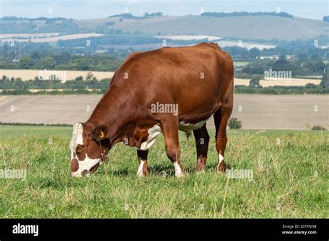 Crossbred Beef Cattle Hi Res Stock Photography And Images Alamy