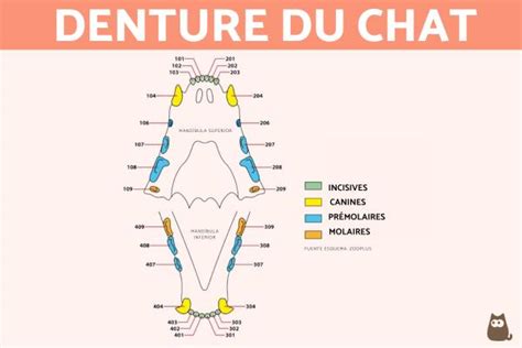 D Couvrir Imagen Formule Dentaire Adulte Fr Thptnganamst Edu Vn