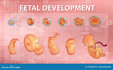 Human Embryonic Development Timeline