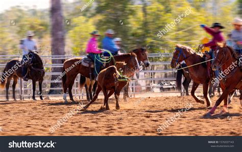 Rodeo Calf Roping Young Animal By Stock Photo Edit Now 1576937143