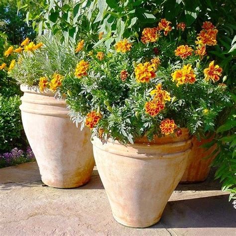 15 Snake Repellent Plants | Plants that Repel Snakes Naturally