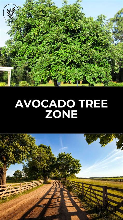 Avocado Zone 9