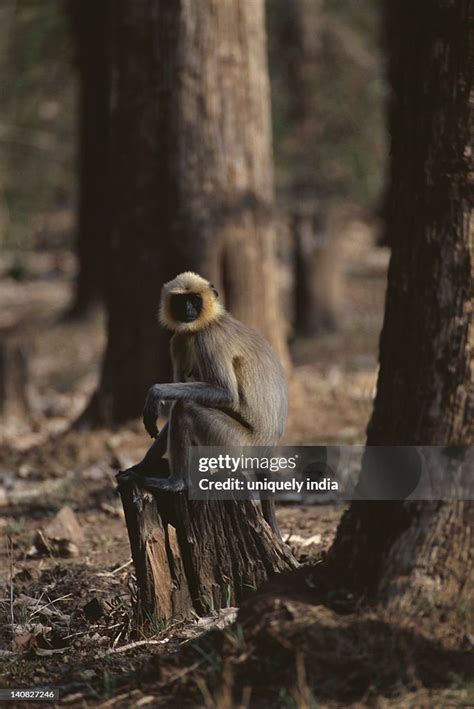 Common Langur Sitting On A Tree Stump Bandipur National Park