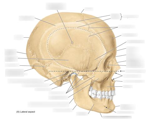 Fig 81a Lateral Skull Diagram Quizlet