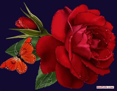 Beautiful Red Rose And Butterfly Pictures Photos And Images For