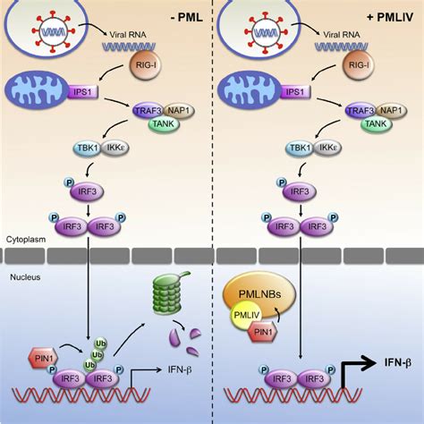 Pmliv Boosts Ifn B Synthesis Through The Sequestration Of Pin1 Here