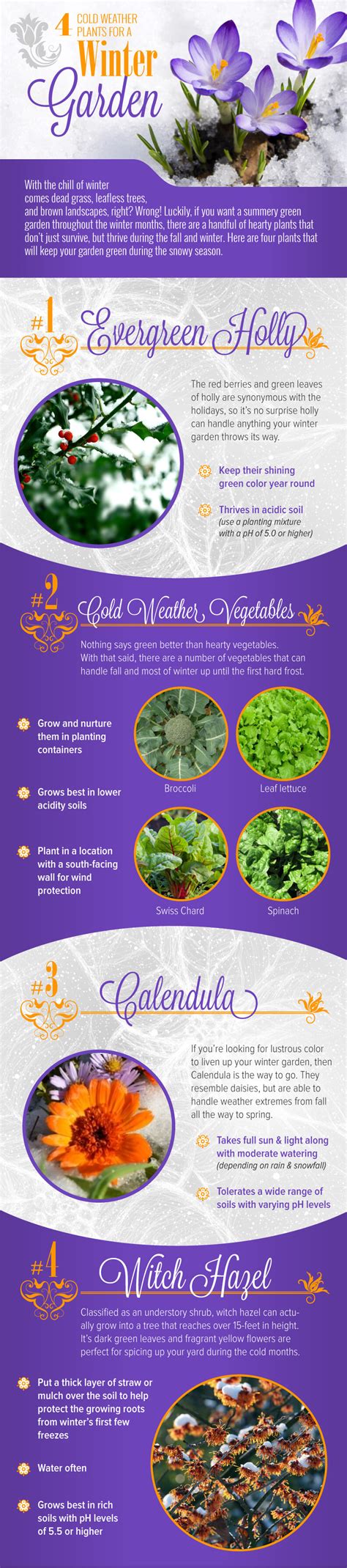 4 Cold Weather Plants For Garden | Infographic